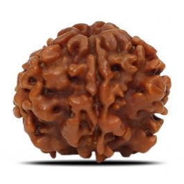 1 Mukhi Rudraksha (Nepal) 19.92 MM