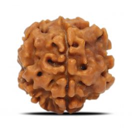 1 Mukhi Rudraksha (Nepal) 17.7 MM