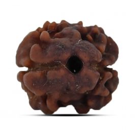 2 Mukhi Rudraksha (Nepal) 14.96 MM