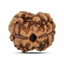 2 Mukhi Rudraksha (Nepal) 15.78 MM