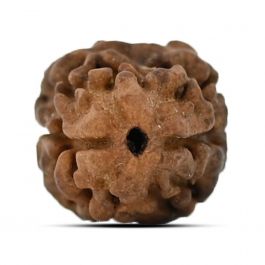2 Mukhi Rudraksha (Nepal) 15.1 MM