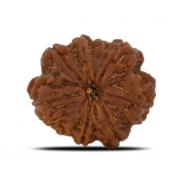 8 Mukhi Rudraksha (Nepal) 26.76 MM 