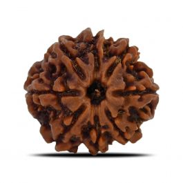 8 Mukhi Rudraksha (Nepal) 24.98 MM 