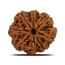 8 Mukhi Rudraksha (Nepal) 24.6 MM 