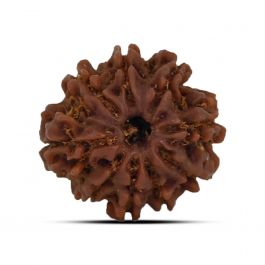 9 Mukhi Rudraksha (Nepal) 21.65 MM
