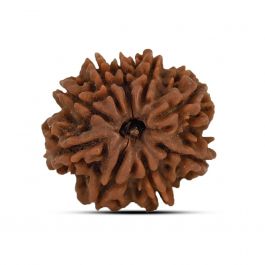9 Mukhi Rudraksha (Nepal) 23.79 MM