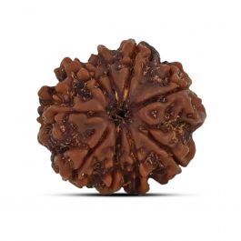 9 Mukhi Rudraksha (Nepal) 21.23 MM