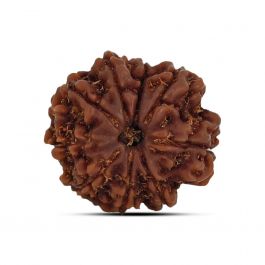 9 Mukhi Rudraksha (Nepal) 21.69 MM