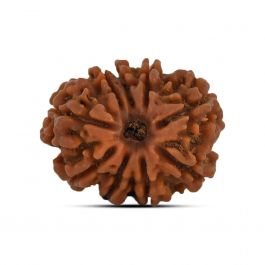 9 Mukhi Rudraksha (Nepal) 23.54 MM