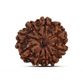 9 Mukhi Rudraksha (Nepal) 19.33 MM