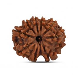 9 Mukhi Rudraksha (Nepal) 20.71 MM