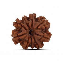 9 Mukhi Rudraksha (Nepal) 20.97 MM
