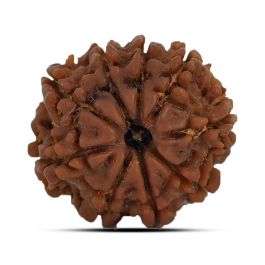 9 Mukhi Rudraksha (Nepal) 21.44 MM