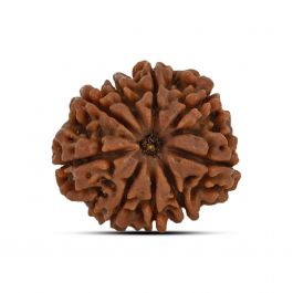 9 Mukhi Rudraksha (Nepal) 23.37 MM