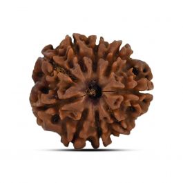 9 Mukhi Rudraksha (Nepal) 21.1 MM