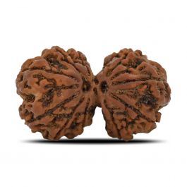 Natural 10 Mukhi (Ten Mukhi) Gauri Shankar Rudraksha (Nepal) GJSPC Certified 31.85 M.M.