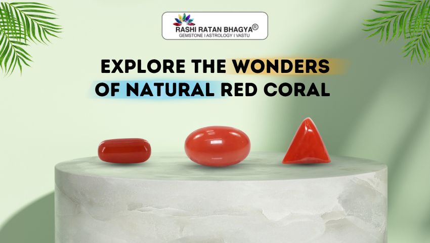 Explore the Wonders of Natural Red Coral 