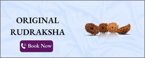 Original rudraksha