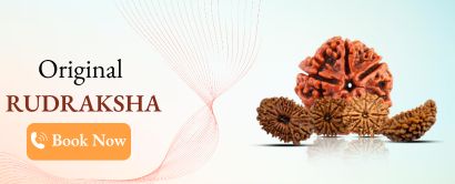 Original rudraksha