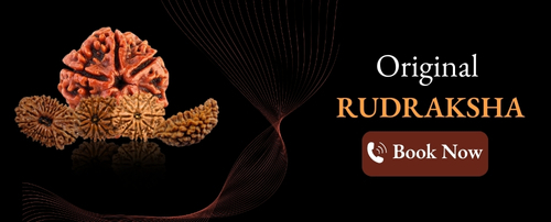 Original rudraksha