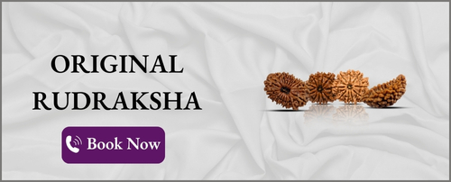 Original rudraksha